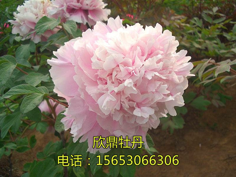 九天攬?jiān)?></a></dt>
<dd><a href=