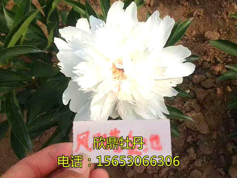 鳳羽落金池