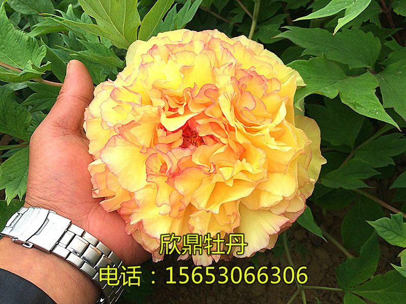 牡丹成長(zhǎng)過程中的整形修剪