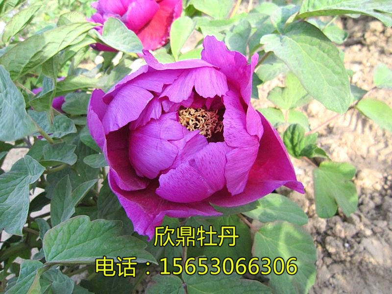 牡丹南遷能遷多遠(yuǎn)