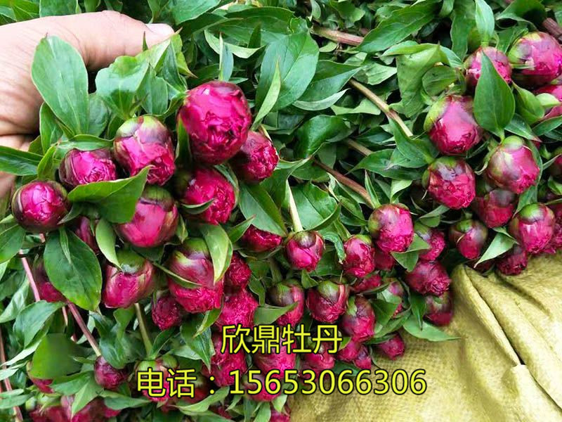 鮮切花的幾種分類