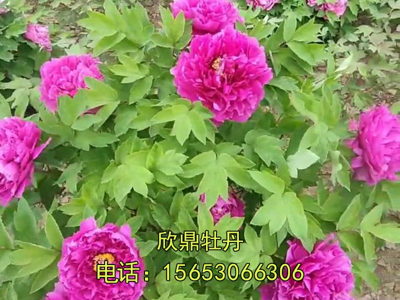 牡丹地基實(shí)拍